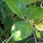 Macrotyloma axillare Leaf