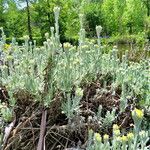 Helichrysum graveolens ᱛᱟᱦᱮᱸ