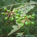 Guatteria australis Frukto