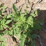 Solanum boliviense Frunză