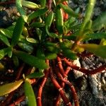 Sesuvium portulacastrum List