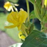 Oenothera parvifloraFloare