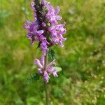 Betonica officinalisFlor