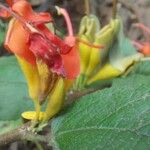 Helicteres isora Flor
