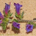 Echium tuberculatum Hábito