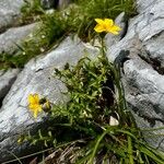 Linum flavum Leaf