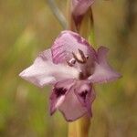 Gladiolus gregarius Blüte