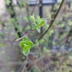 Salix myrsinifolia Лист