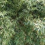 Phyllostachys aurea Blad