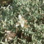 Teucrium dunense Flor