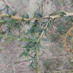 Epilobium brachycarpum 葉