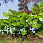 Elaeodendron curtipendulum Costuma