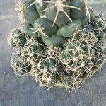 Coryphantha elephantidens List