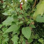 Salvia tiliifolia Leaf