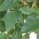 Ostrya carpinifolia Leaf