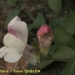 Antirrhinum sempervirens Fruit