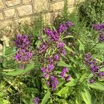 Vernonia baldwinii Flower