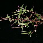 Epilobium cylindricum 整株植物