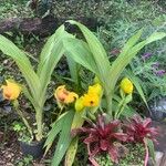 Anguloa clowesii Floare