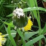 Taraxacum campylodes 花