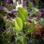 Hymenophyllum nephrophyllumLeaf