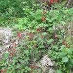 Salvia roemeriana Hábito
