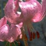 Lilium martagon പുറംതൊലി