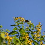 Viguiera dentata 花