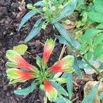 Alstroemeria psittacina 花