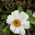 Zinnia angustifolia Flower