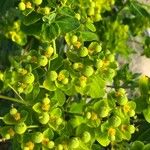 Euphorbia hyberna ফুল