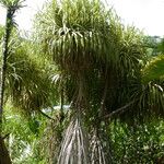Pandanus tectorius Hábito