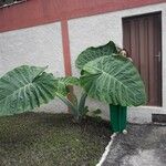 Colocasia gigantea Leaf