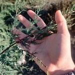 Tamarix gallica ഇല