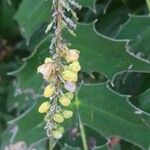 Berberis japonica Blomma