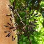 Pisonia subcordata Fruit