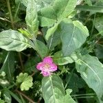 Oenothera roseaЦвят