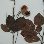 Ormosia costulata Nyingine
