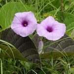 Argyreia hookeri Flower