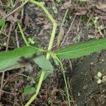 Caperonia castaneifolia Folla