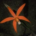 Cattleya harpophylla Цветок