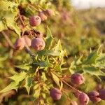 Berberis trifoliolata Fruto