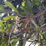 Macadamia integrifolia ᱥᱟᱠᱟᱢ