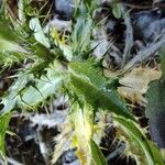 Carlina vulgarisLapas