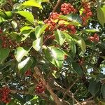 Ilex rotunda Fruit