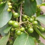 Cordia myxa Fruit