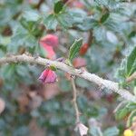 Berberis darwinii Kôra