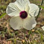 Hibiscus cannabinus Flower