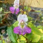 Impatiens balfourii Blomst