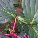 Medinilla cumingii 樹皮